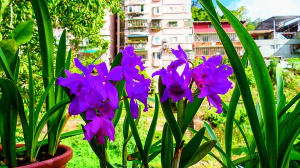 筆架山越嶺2918220