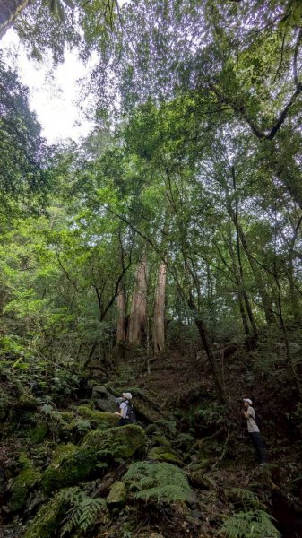 鎮西堡巨木步道群 (B區)2861172