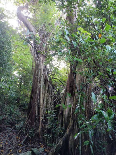 小百岳集起來,大山母山，笠頂山