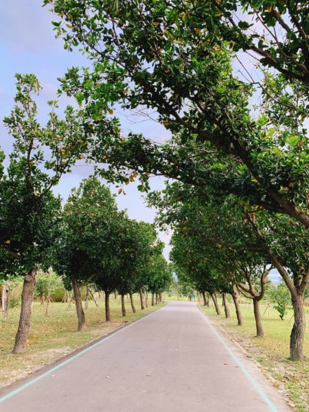 台東森林公園552359