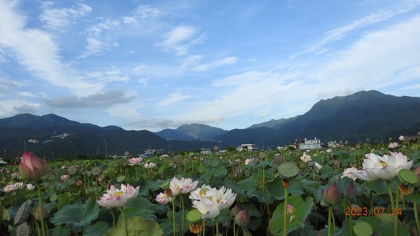 雲山水花鳥蝶-天龍國阿伯的日常7/242229456