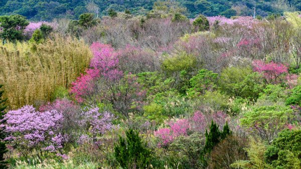 平菁街櫻花2697258