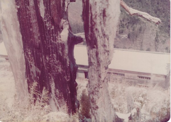 雪山主東峰賞雪行(民國71年)711207