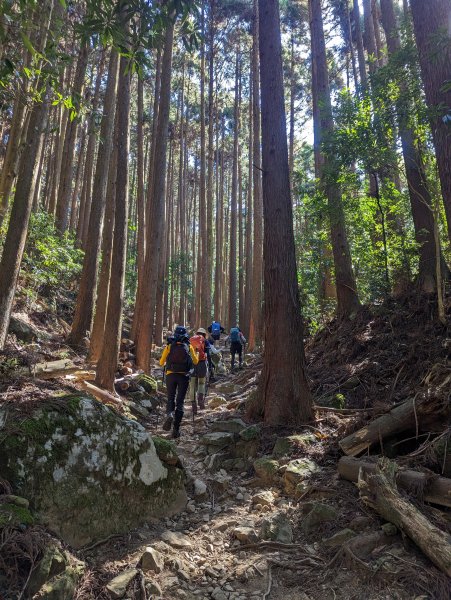 光影變化的迷幻森林。刺激攀岩的加里山步道2064193