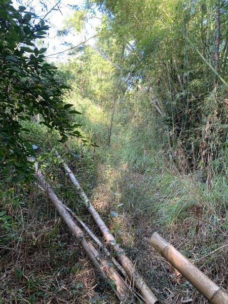 20251115台南南庄山2938065