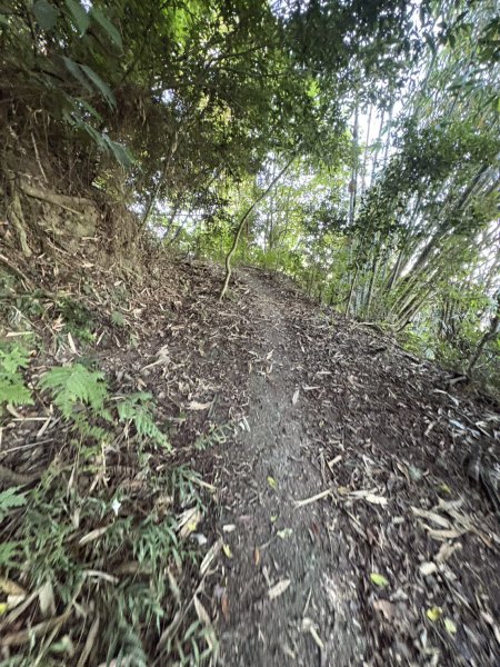20251123三腳南山登山步道2944458