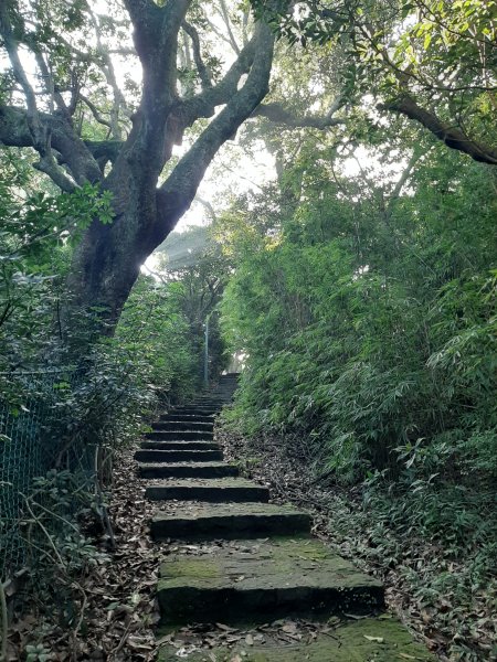 古道探訪｜竹林小徑、百年老樹幽靜古道1180413