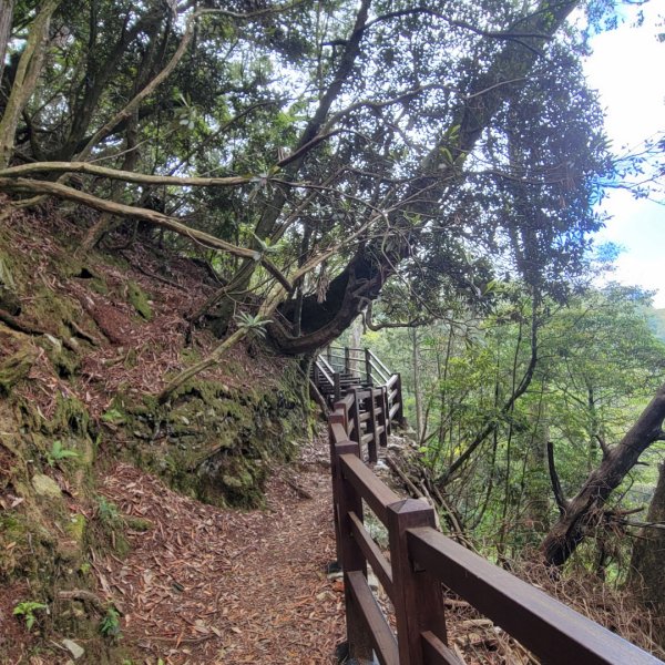 大雪山森林遊樂區森林浴步道2543588