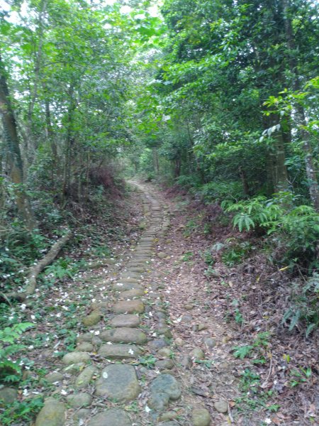 三義 挑炭古道(三通嶺古道)936046