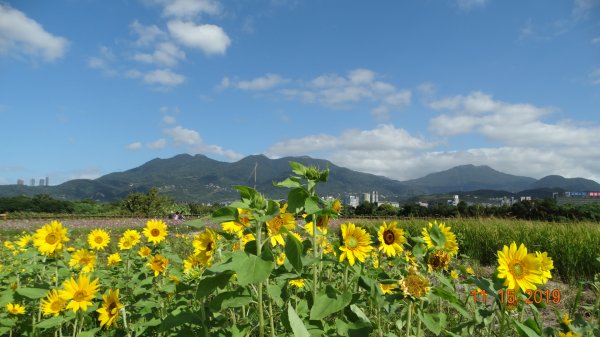 大屯&小觀音主/西&關渡花田補考735940