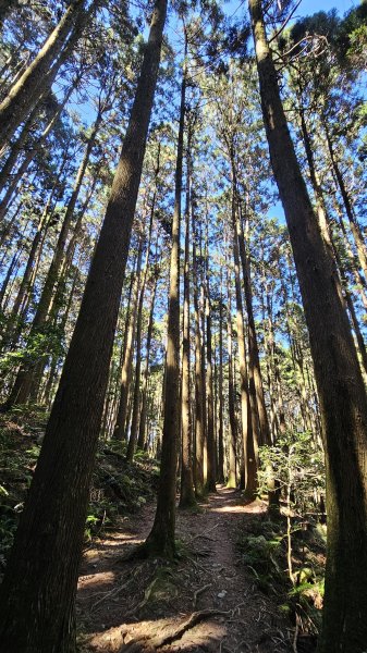 【細說大雪山木馬古道】橫嶺山、沙蓮山、笛吹山O繞2921112