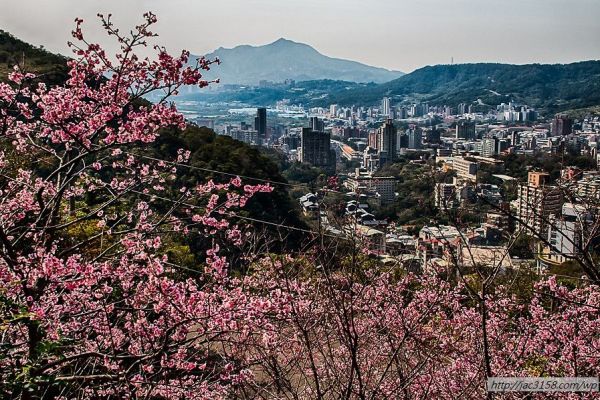 【台北北投】春日暖洋洋．善光寺春櫻綻放