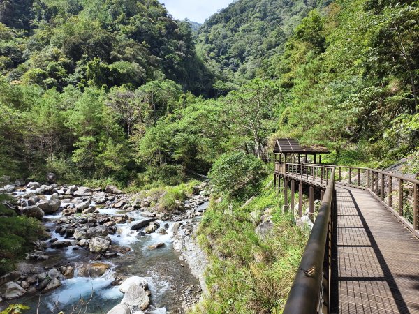 [百山百鳥尋旅-07/15] 2025_0831 八仙山國家森林遊樂區步道群_天籟步道
