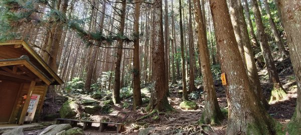 2026/03/18 加里山+大坪山 O型3020017