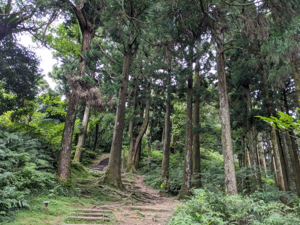 東眼山國家森林遊樂區1056015