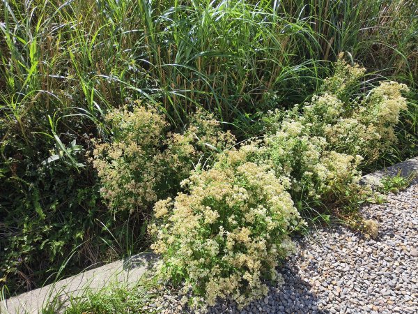 [百山百鳥尋旅-11/15] 2025_0927 大屯主峰-連峰步道_二子坪步道2899551