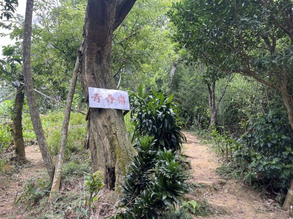 [微笑山線_第五段] 2025_0705 天上山系_南勢角山2830430