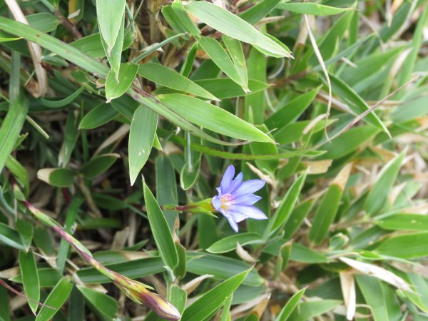 《南投》愛上山｜合歡山東峰2016061412172