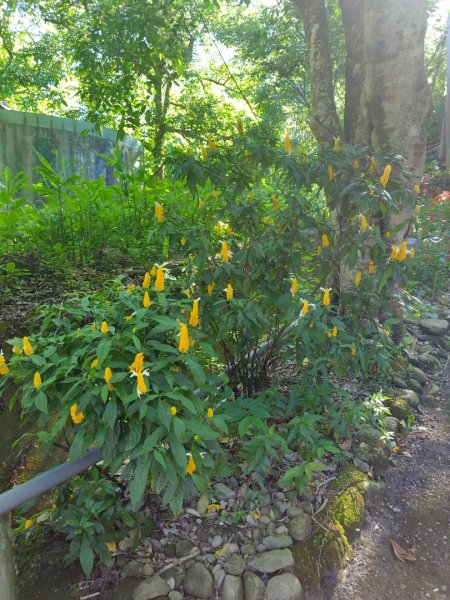 達娜伊谷-里美避難步道-巨石板步道-約富霓2788593