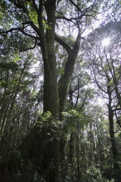 2023.03.11 馬崙山小O、新山遺址(馬崙山步道支線去、斯可巴步道返)2072685