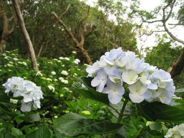 小百岳NO.5觀音山 牛港稜步道  硬漢嶺   楓櫃斗湖登山步道2126775