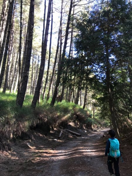 大雪山200林道北三錐山736925