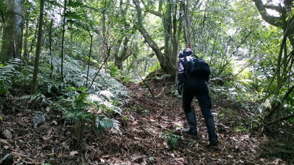 ✅糞箕湖古道回修擴徑.糞箕谷/串接完成 (溝渠遺址出土.糞箕湖雙線谷道貫通.全段新徑開通)2579824