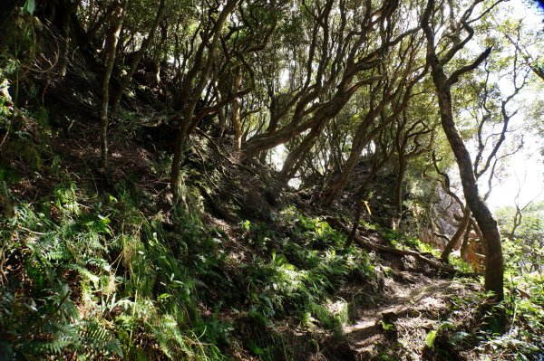 新竹 尖石 貴妃山、那結山2913615