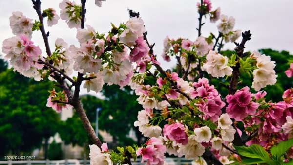 #綠繡眼 訪花 #吉野櫻 #天元宮 #楓樹湖 03162750786