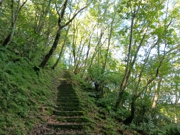 坪林區南豹子廚山+豹子廚古道+北豹子廚山2900477