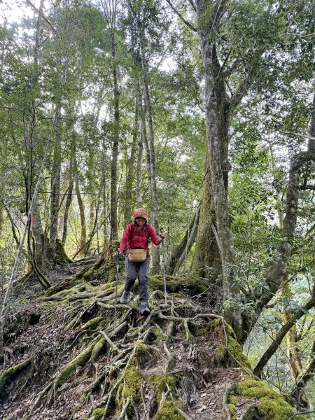 鎮西堡巨木步道B區全段+A區部分3008540