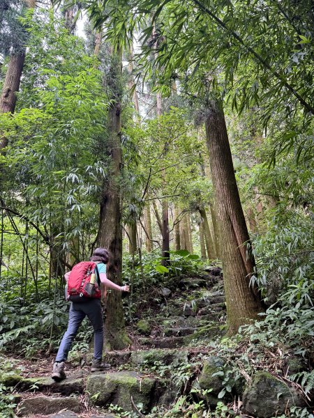 阿里山 奮瑞古道 202506282827177