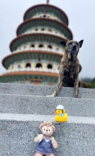 淡水天元宮賞櫻-三芝千手觀音如來2718509