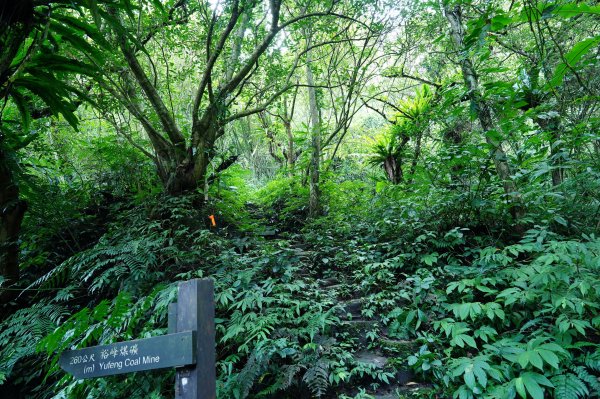 新北 三峽 白雞山、雞罩山2551210