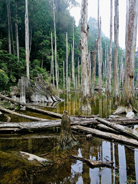 金柑樹山、忘憂森林步道-(南投)臺灣百大必訪步道2789392