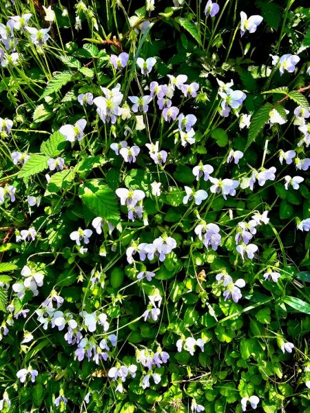 2026年臺北大縱走第二段：二子坪至小油坑3029490