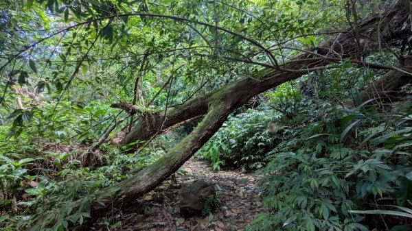 九份二山步道2861239