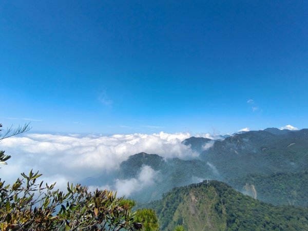 鳶嘴山之高山杜鵑花/雲海/大藍天2141094