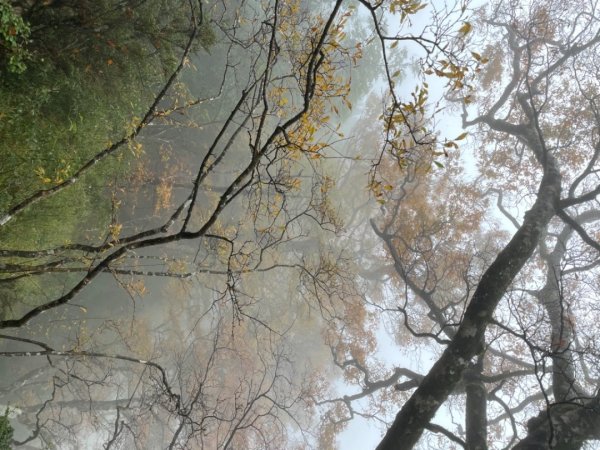 太平山山毛櫸步道～～雨天迷霧1517077