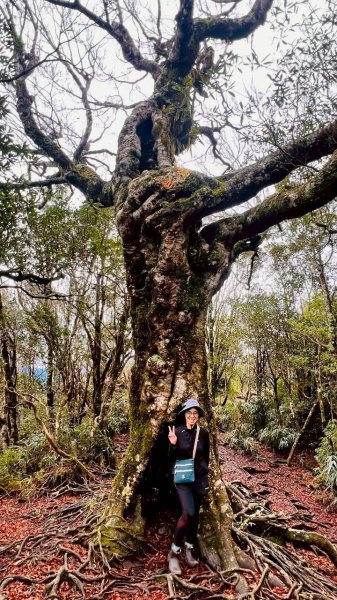 🌈12/28（日）北得拉曼神木+內鳥嘴山✨FB：熊熊趴爬走🌈2971283