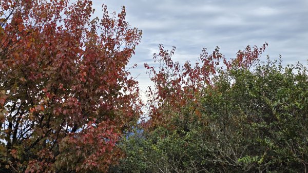 美到爆，觀霧國家森林遊樂區檜山巨木群步道2677773