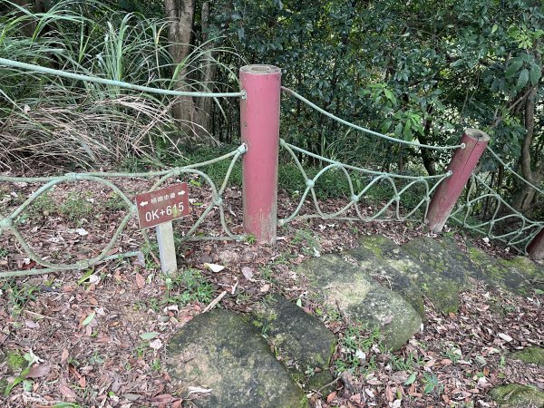 [微笑山線_第二段] 2025_0720 大棟山系_百年大榕樹2843322