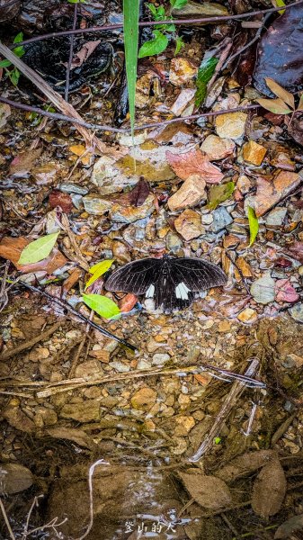 東關刀山瀑布2878064