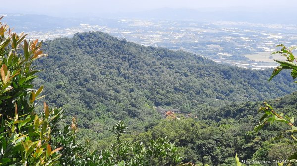 《台中》虎頭蜂巢｜大坑5號登頭嵙山黑松亭（聖普宮）202508092855089