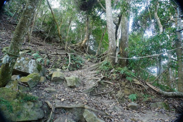 苗栗 泰安 上島山3023046