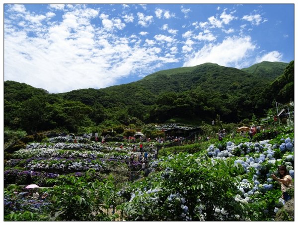 竹子湖/青楓步道986141