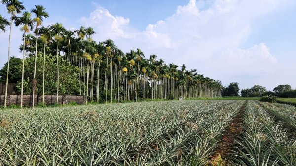 南投松柏坑山，登廟步道，賞茶步道，七星陣地公園，日月潭，彰化石牌坑古道1804679