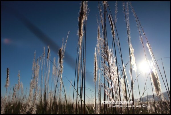 季節限定蘭陽溪畔甜根子草的銀白世界489308