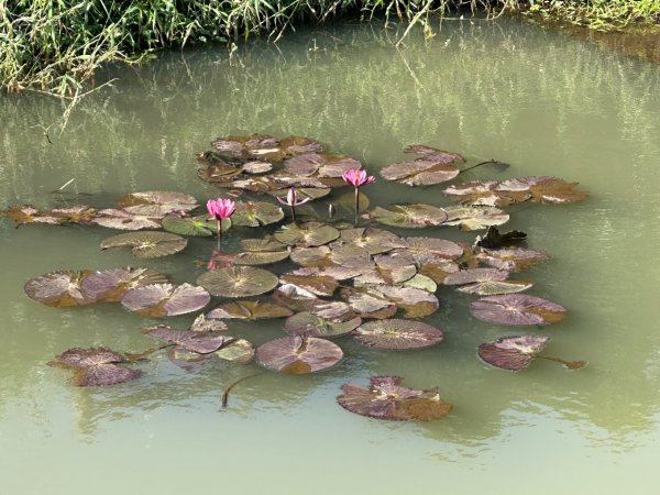 新竹湖口-畚箕窩溪濱水步道2717718