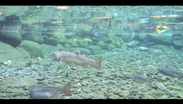 【保育】櫻鮭的歸鄉路